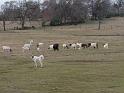 046-GreatPyriennes & Goats